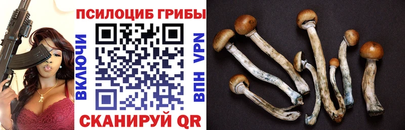 Псилоцибиновые грибы Cubensis  Электрогорск 